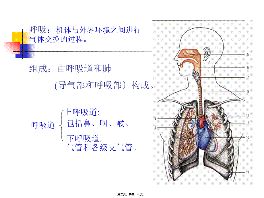 6----呼吸系统.pptx_第2页