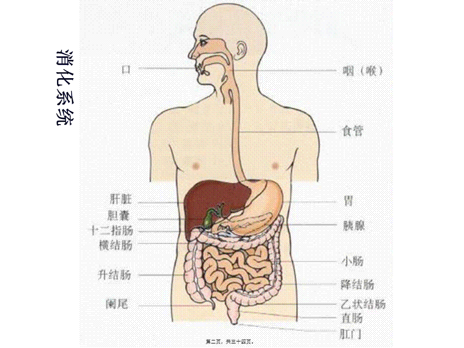 丙谷胺胃泌素受体阻断药三.pptx_第2页