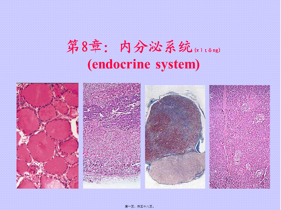 2022年医学专题—组织学与胚胎学内分泌系统.ppt_第1页