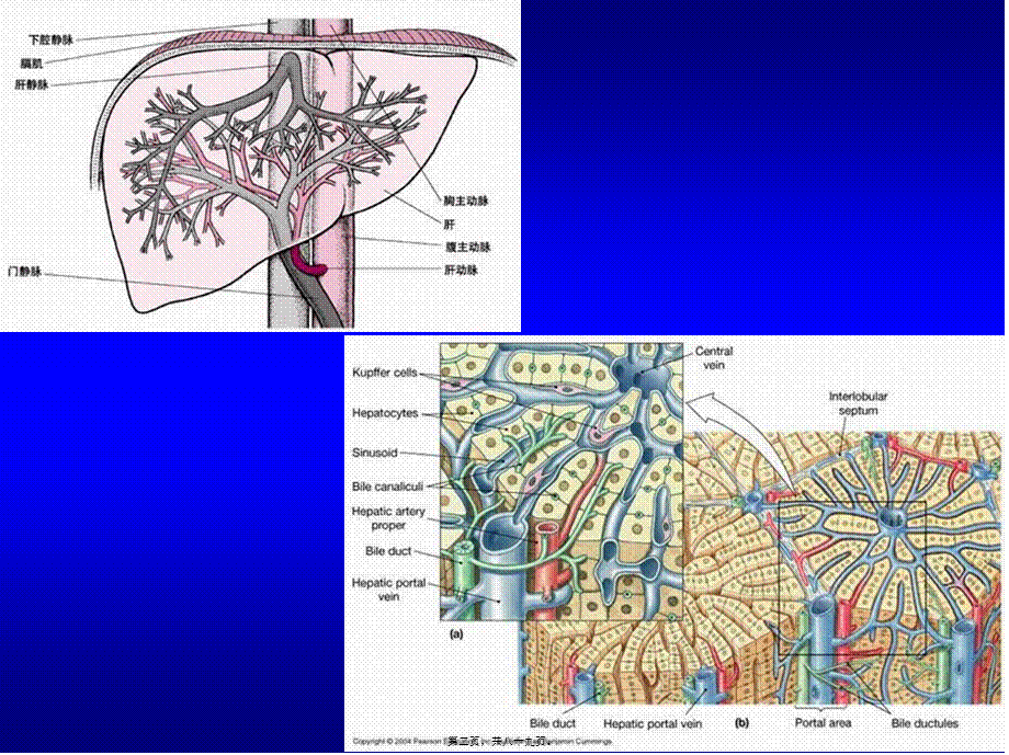 学时肝功能检查.ppt_第2页