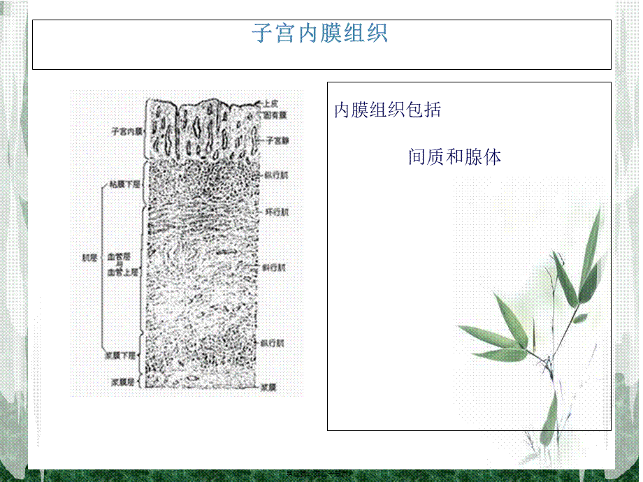 子宫内膜异位症.pptx_第3页