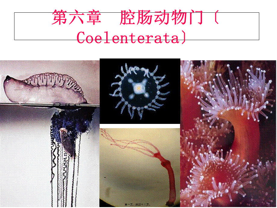 6第六节--腔肠动物门(Coelenterata).pptx_第1页