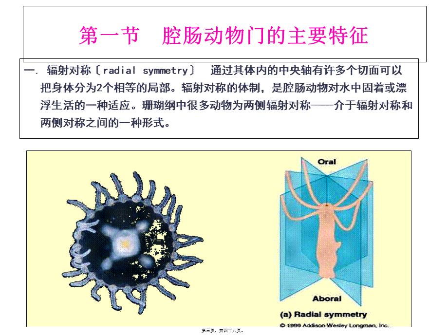 6第六节--腔肠动物门(Coelenterata).pptx_第3页