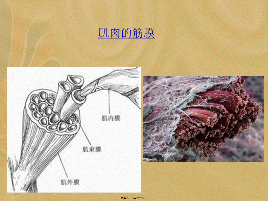 5.项背部疼痛及手法.pptx_第3页