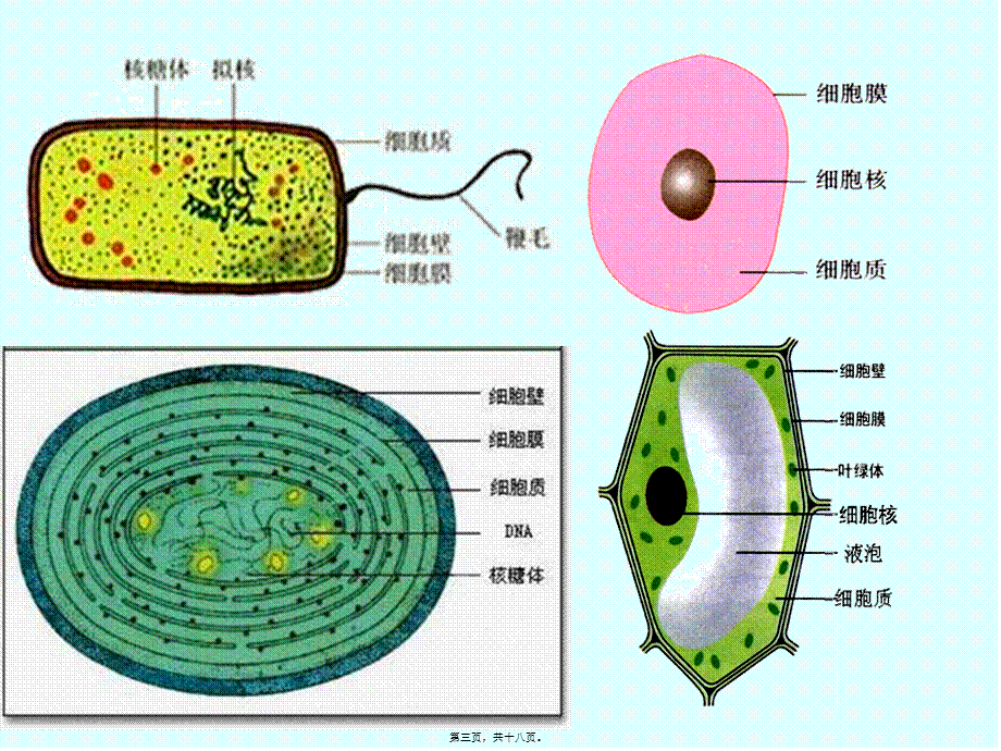 2022年医学专题—细胞的多样性和统一性市级公开课.ppt_第3页