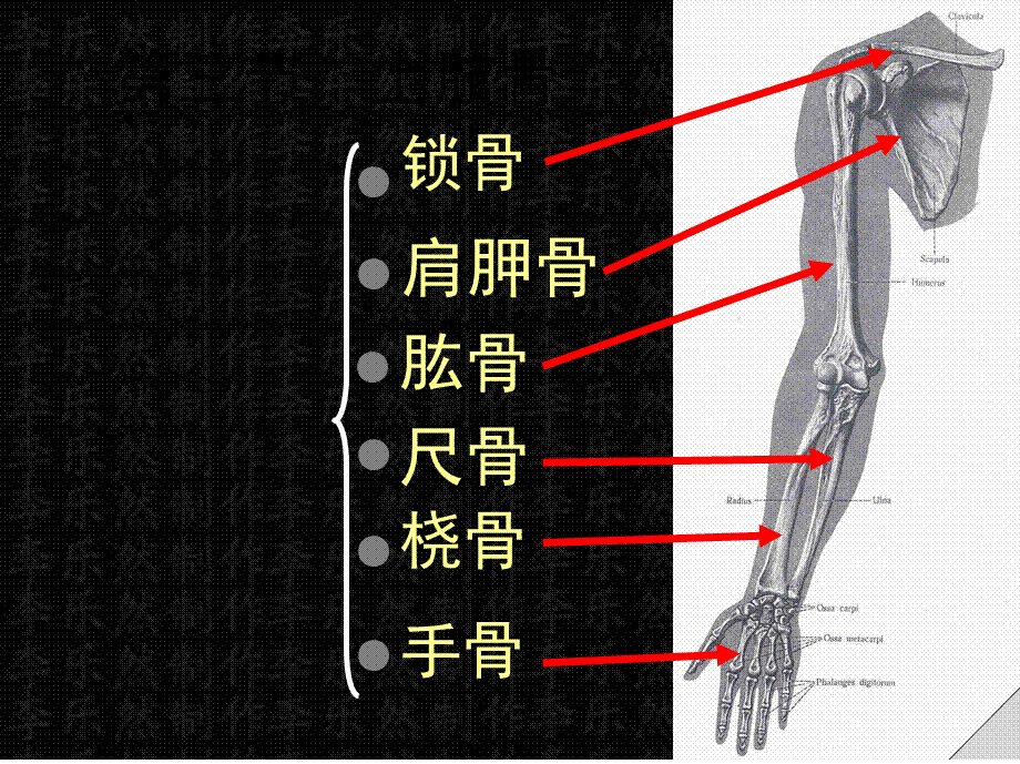 上肢骨与连接.pptx_第1页