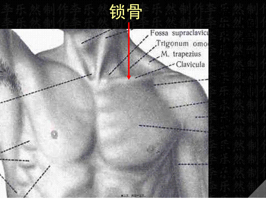 上肢骨与连接.pptx_第2页