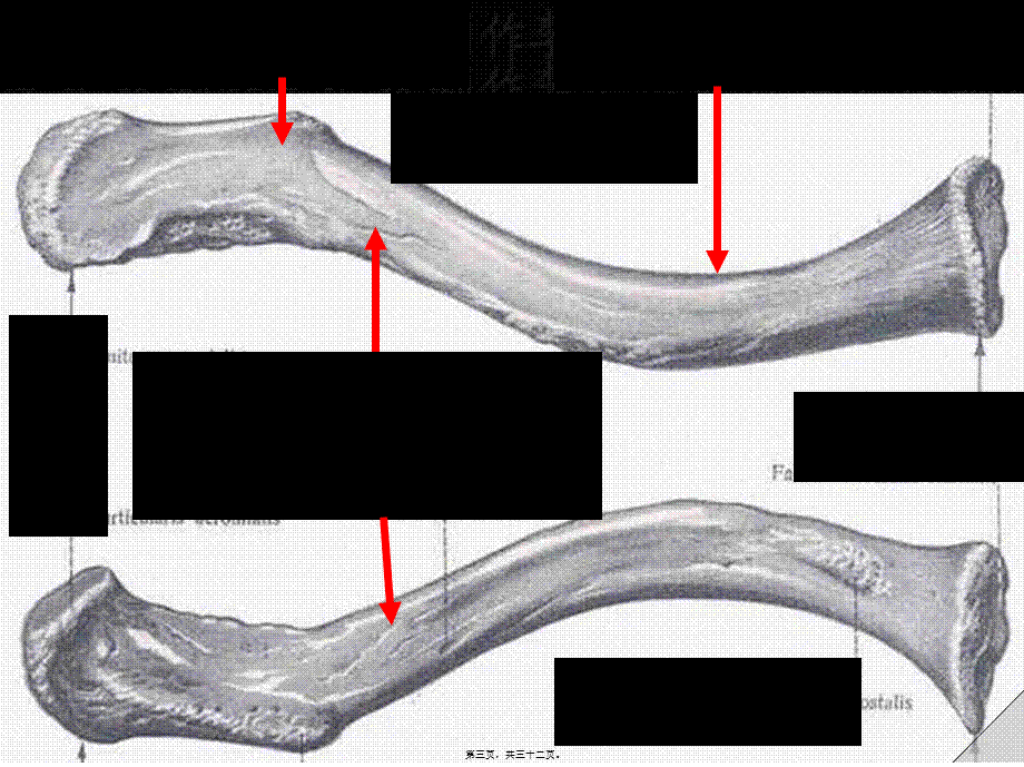 上肢骨与连接.pptx_第3页