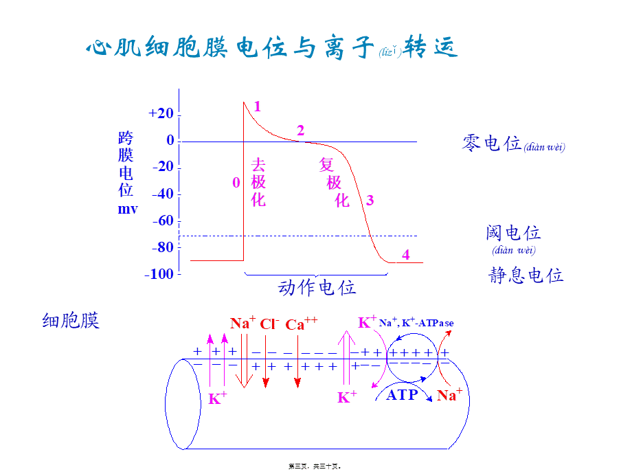 2022年医学专题—第十二章抗心律失常抗心绞痛强心药.ppt_第3页