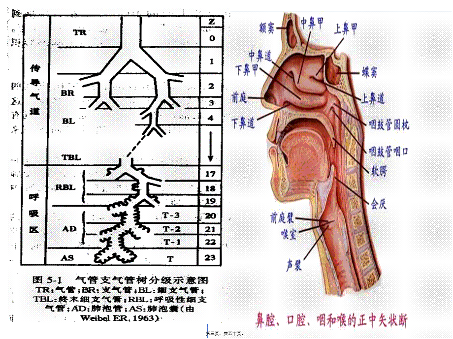 2022年医学专题—呼吸机基础知识笔记.pptx_第3页