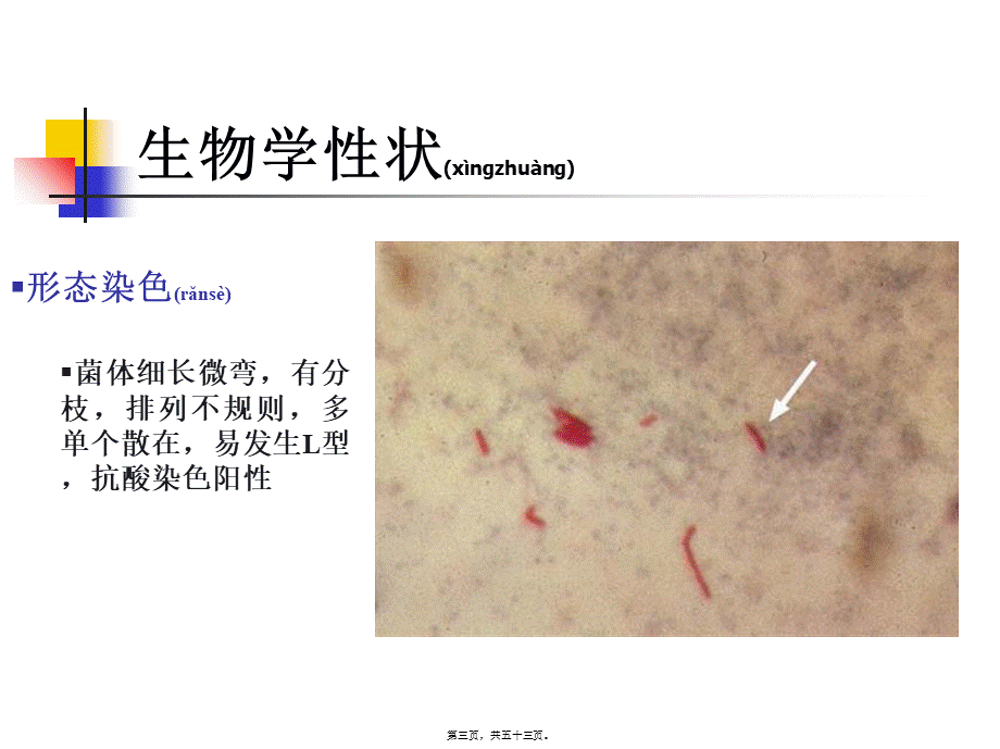 2022年医学专题—呼吸道感染的细菌.ppt_第3页