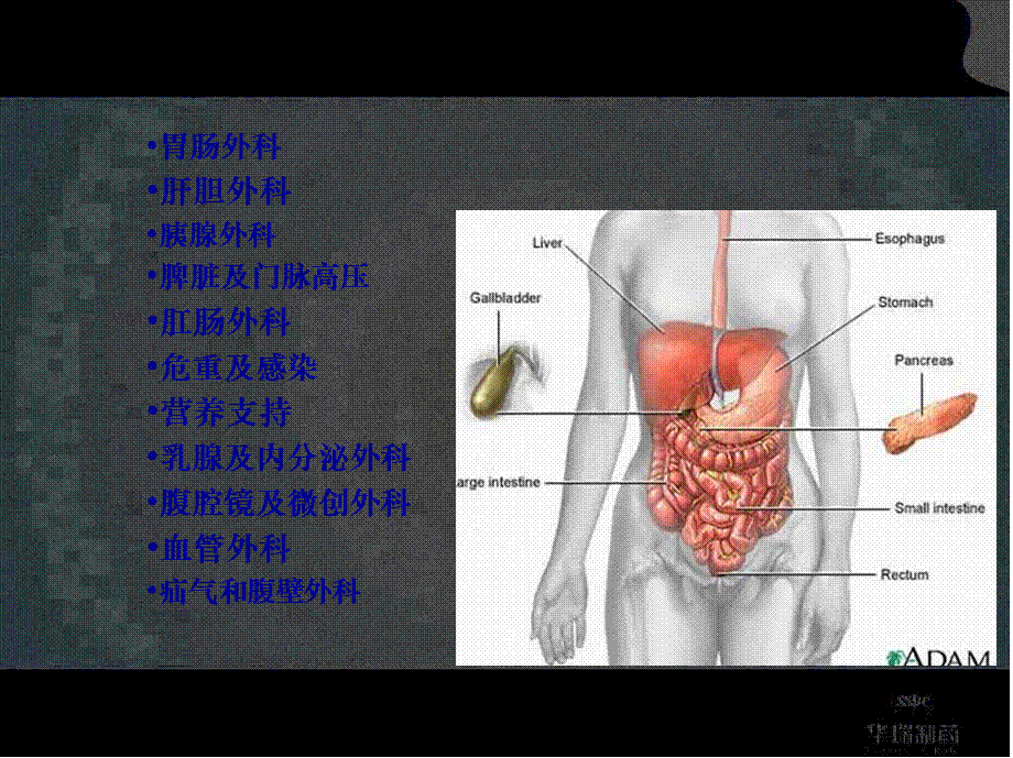 外科患者的营养支持.pptx_第2页