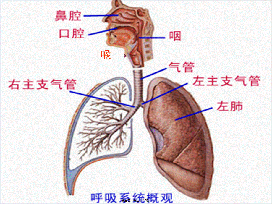 上感、支炎、热性惊厥.pptx_第3页