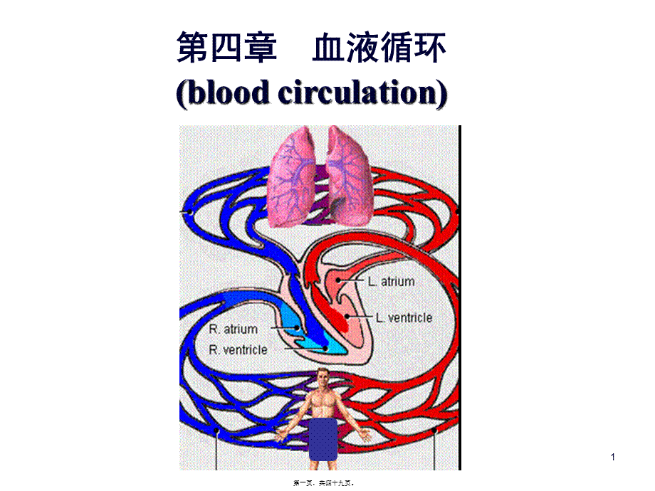 4-血液循环剖析.pptx_第1页