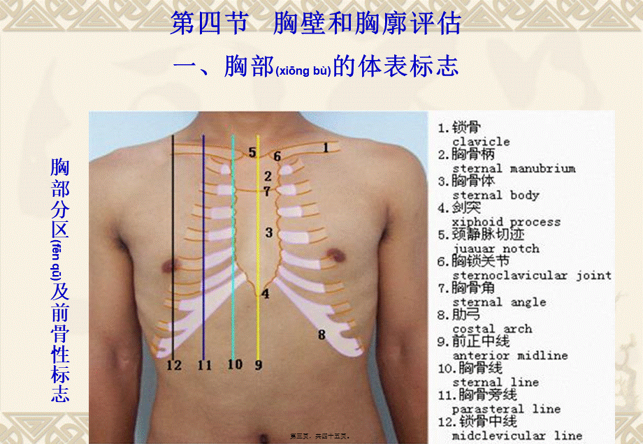 2022年医学专题—chapter4肺与胸膜评估.ppt_第3页