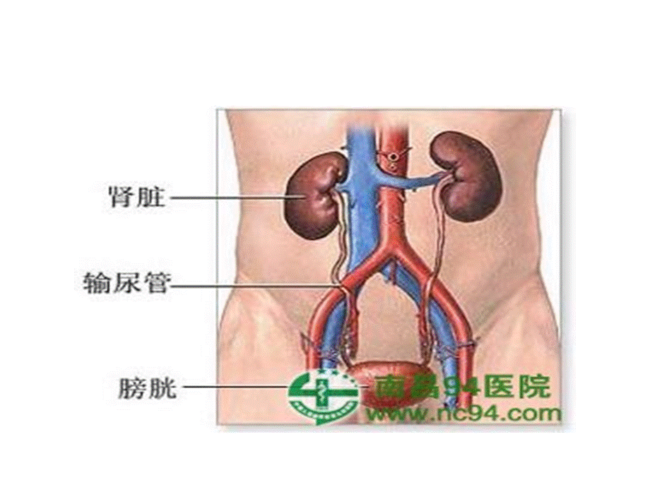 101肾病综合征PPT(1).ppt_第2页