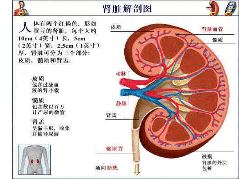 101肾病综合征PPT(1).ppt_第3页