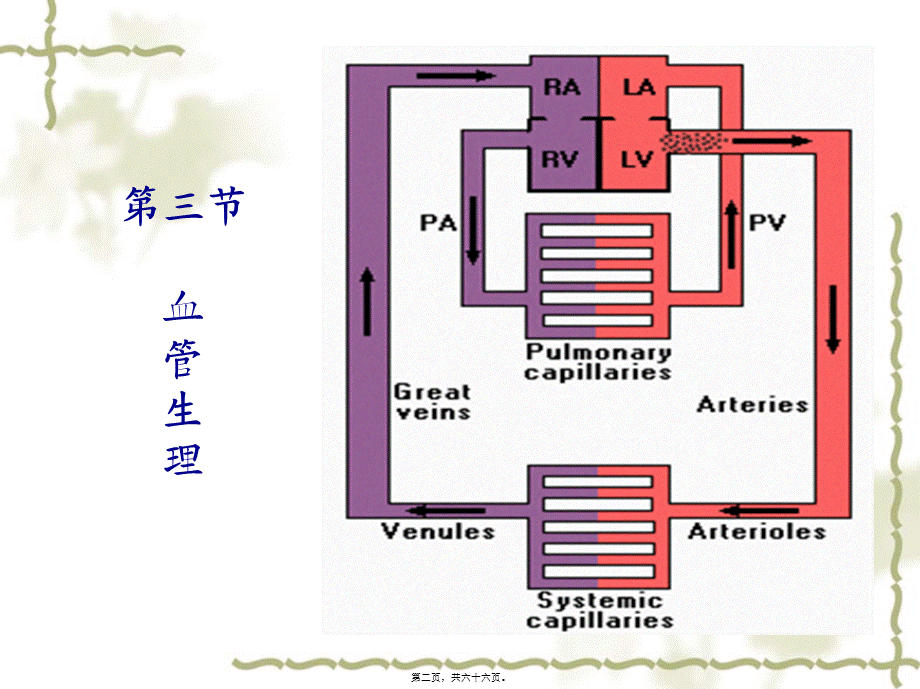 4-3第四章-血液循环.pptx_第2页