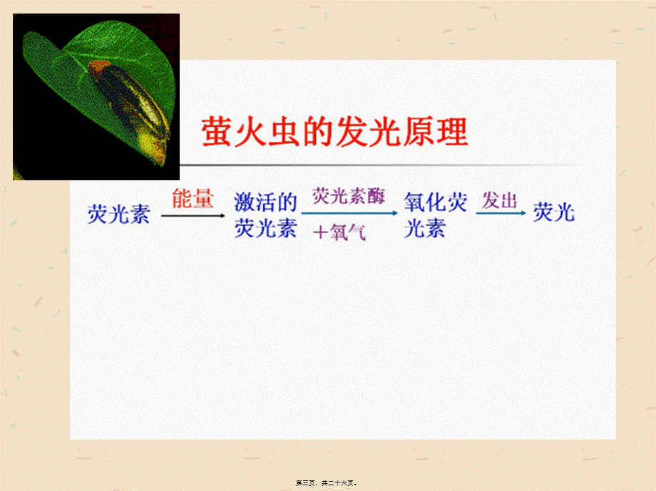 2022年医学专题—第5章--细胞的能量供应和利用-梁胜男.ppt_第3页