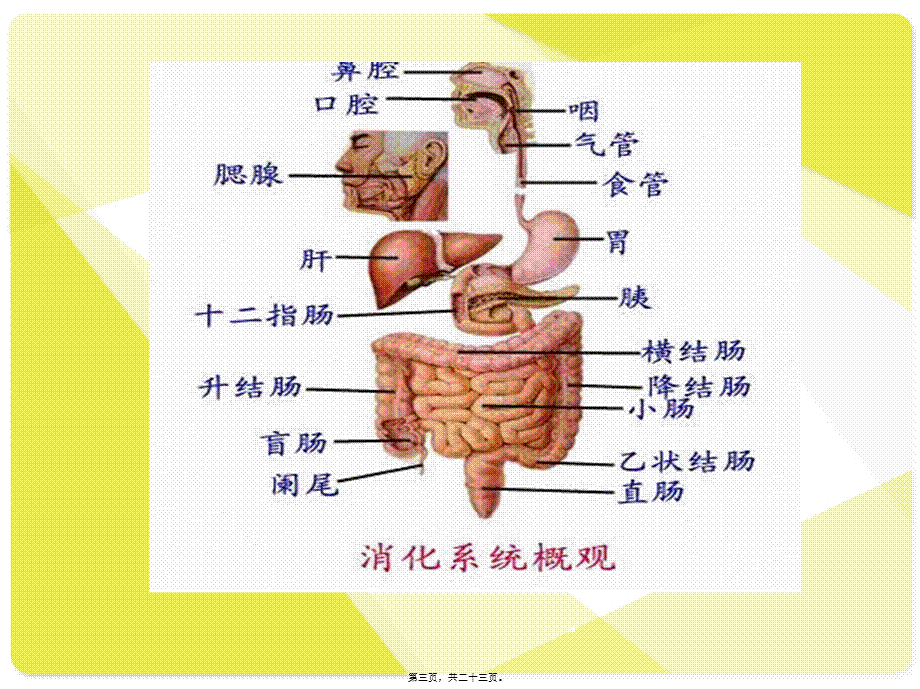 2022年医学专题—患者发现消化道出血的应急预案.ppt_第3页