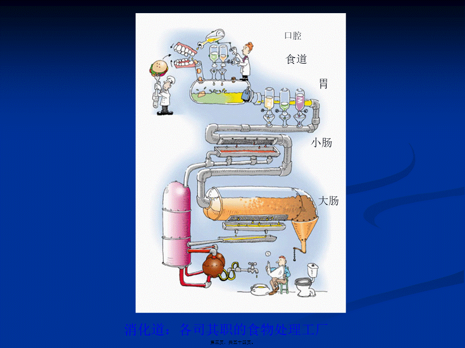 Chapt-21：消化道的吸收功能.pptx_第3页
