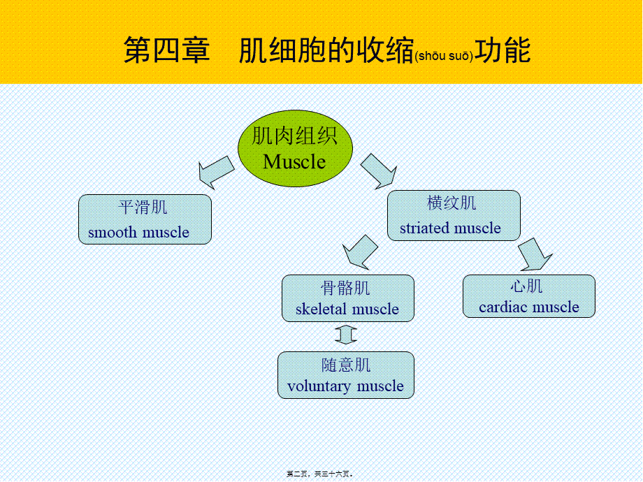 2022年医学专题—肌细胞的收缩功能-(2)资料.ppt_第2页