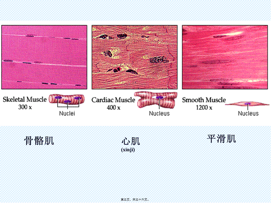 2022年医学专题—肌细胞的收缩功能-(2)资料.ppt_第3页