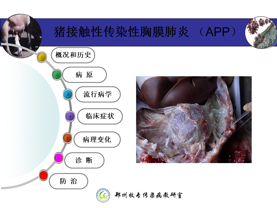 猪接触性传染性胸膜肺炎-(APP).ppt_第2页