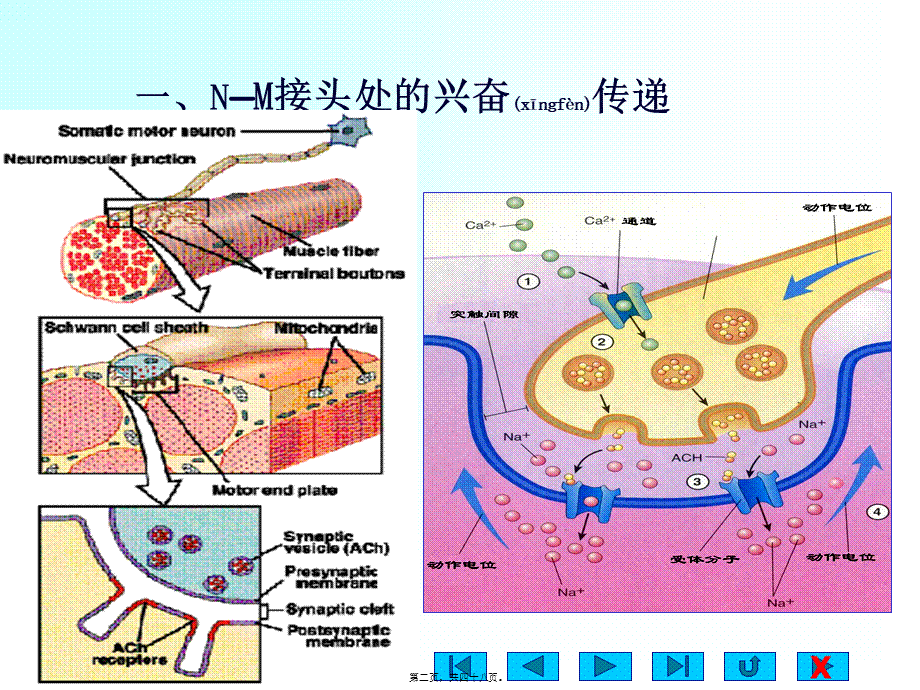 2022年医学专题—肌细胞的收缩功能.ppt_第2页