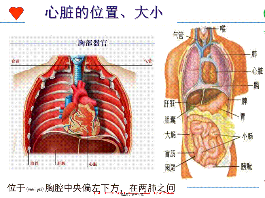 2022年医学专题—心脏.ppt_第3页