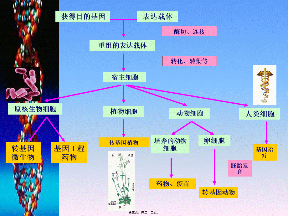 乙肝疫苗的制备.pptx_第3页