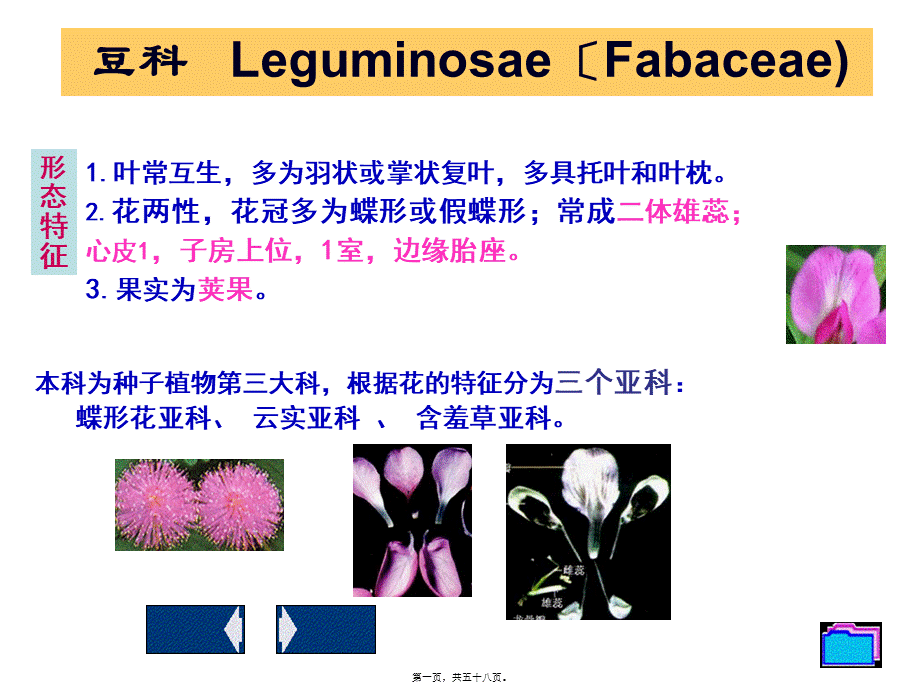 8生药学--豆科.pptx_第1页