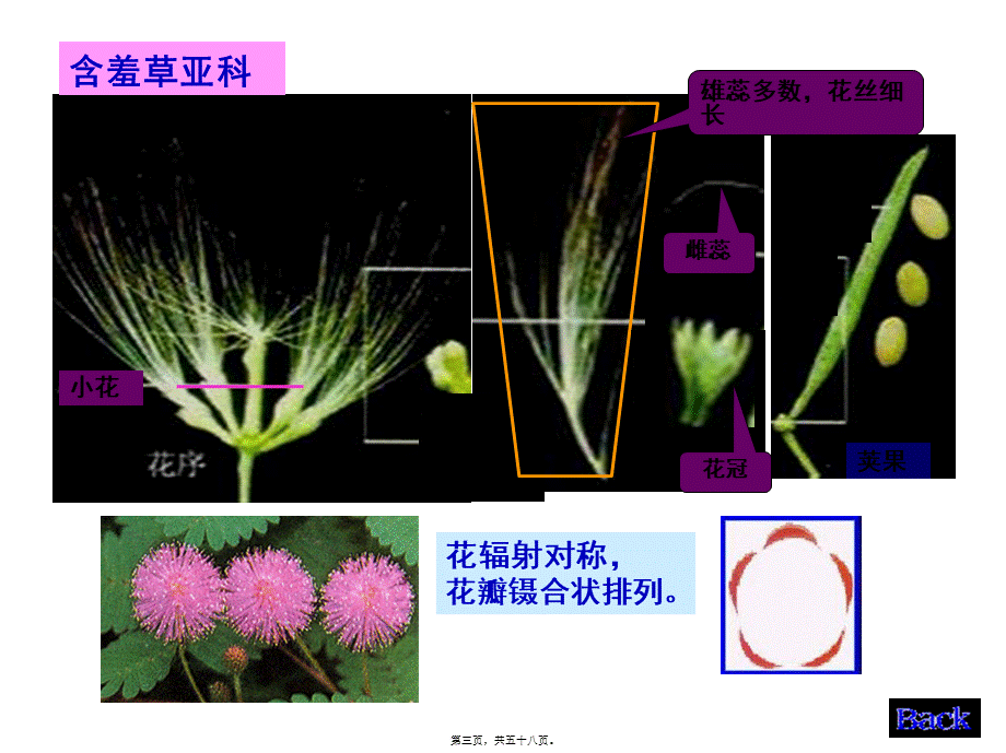 8生药学--豆科.pptx_第3页