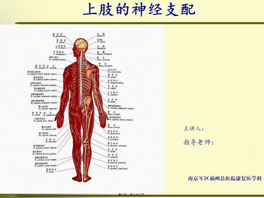 上肢神经的支配.pptx_第1页