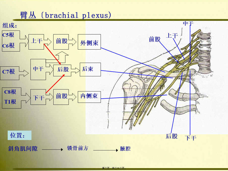 上肢神经的支配.pptx_第2页