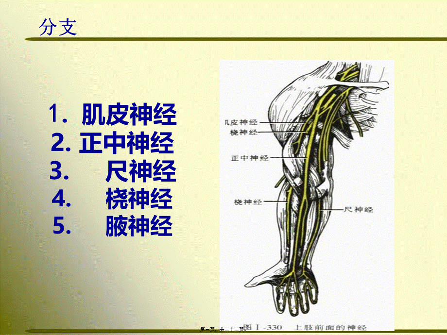 上肢神经的支配.pptx_第3页