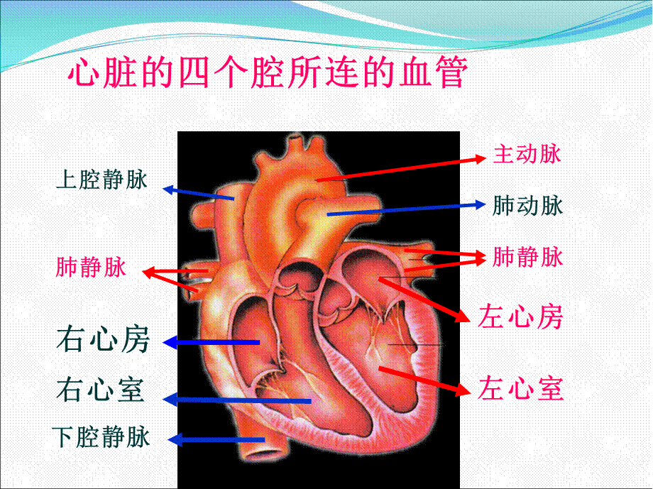 二尖瓣狭窄伴关闭不全导致的症状.pptx_第2页