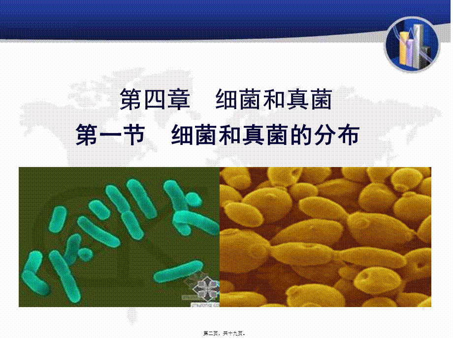 5-4-1-细菌和真菌的分布.ppt_第2页