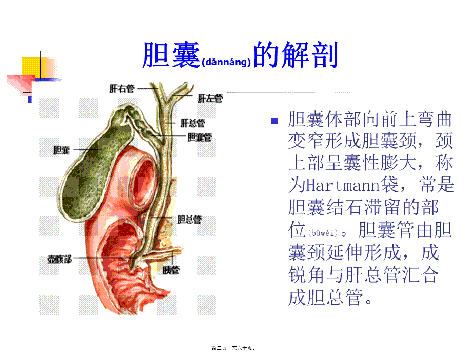 2022年医学专题—胆囊炎.ppt_第2页