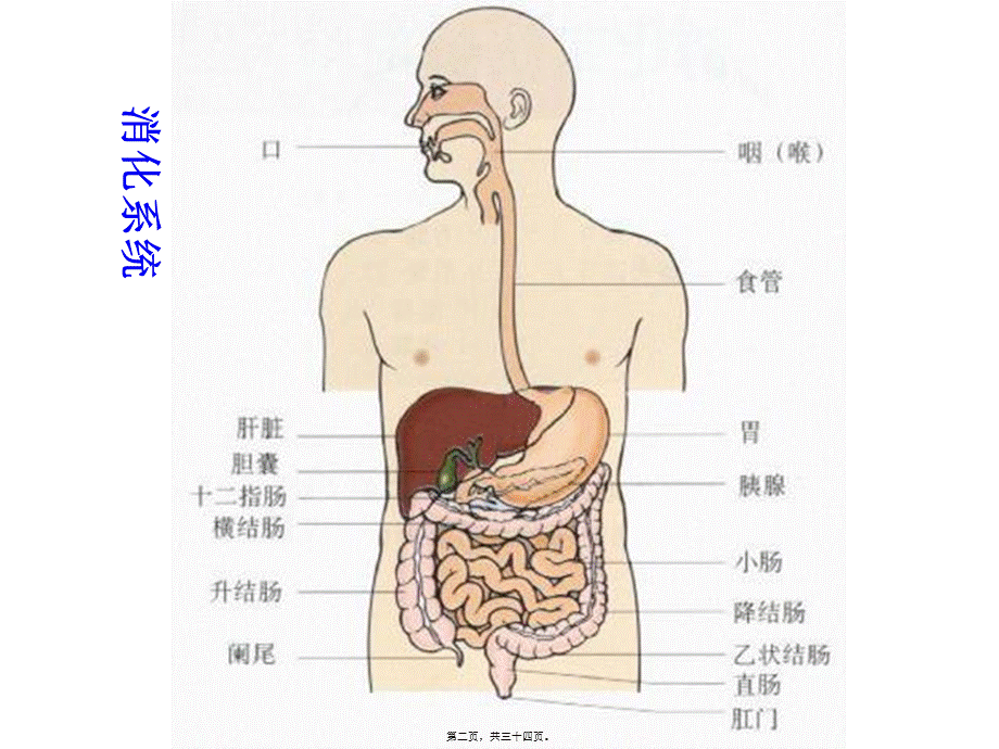 也用于急性上消化道出血丙谷胺胃泌素受体阻断药三.pptx_第2页