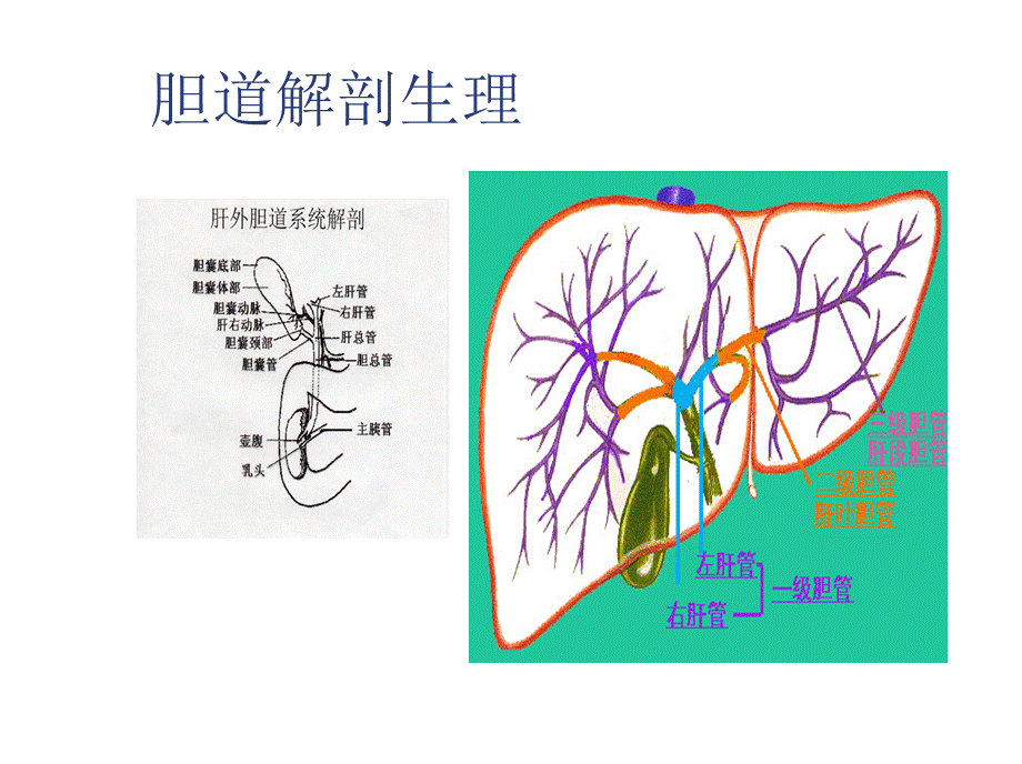 111外科-胆囊结石及其防治(1).ppt_第2页