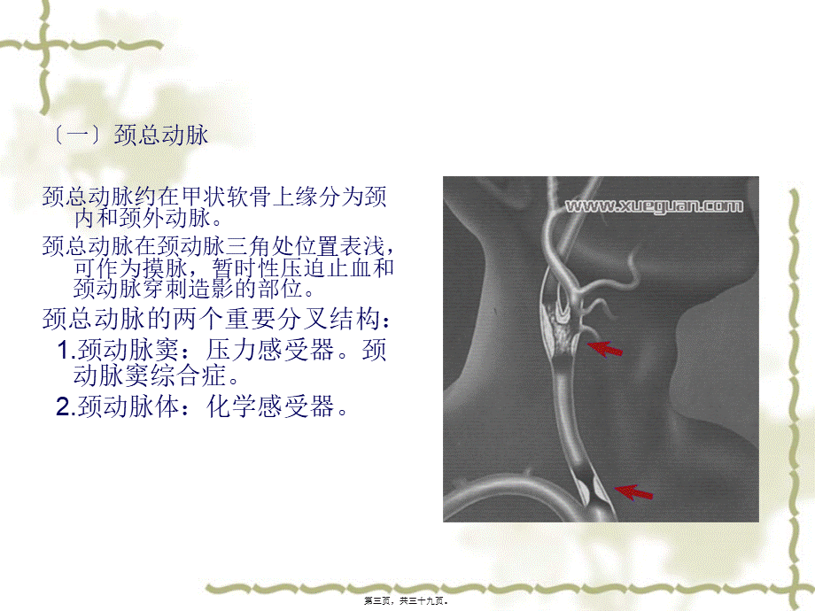 7血管淋巴神经.pptx_第3页