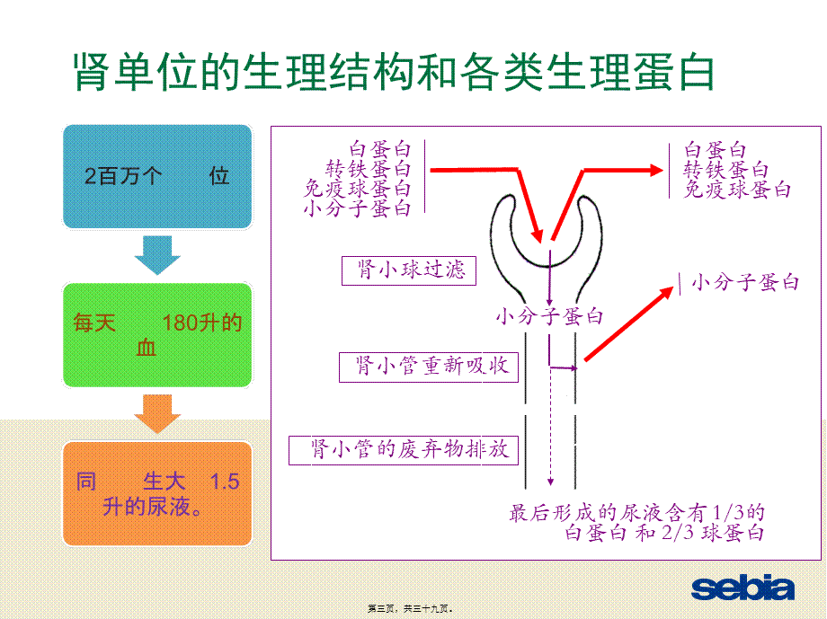 SDS尿蛋白及本周氏电泳的意义.ppt_第3页