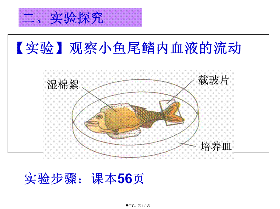 4.4.2血流的管道——血管2.pptx_第3页