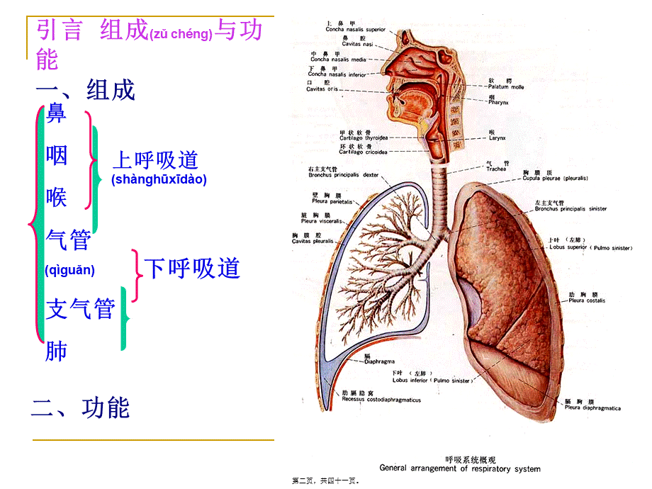 2022年医学专题—第六章---呼吸系统.ppt_第2页