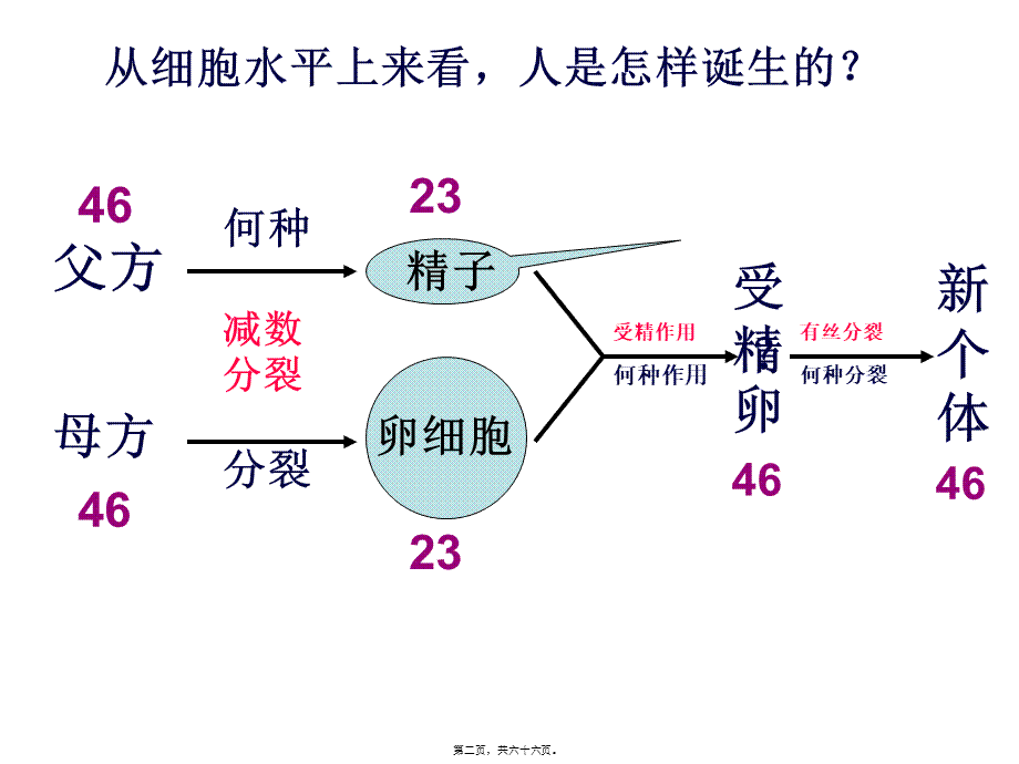 唐氏综合症是人类最常见的一种染色体病.pptx_第2页