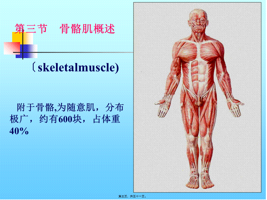 CH3-运动系统4-骨骼肌的概述.pptx_第3页