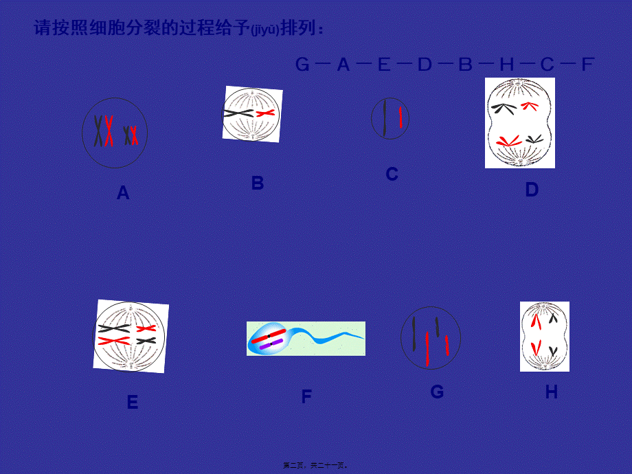 2022年医学专题—细胞的减数分裂.pptx_第2页