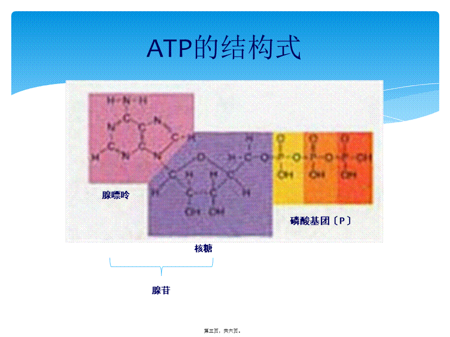 5.2细胞的能量通货——ATP.ppt_第3页