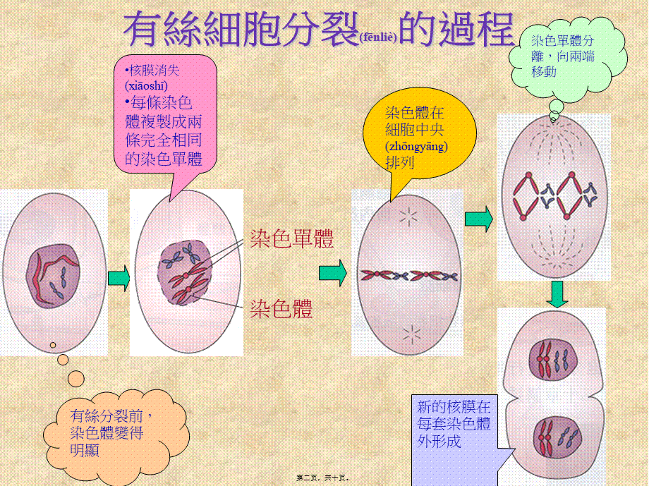 2022年医学专题—精品]有丝细胞分裂.ppt_第2页